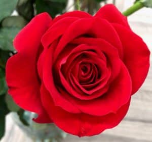 Valentines Rose Blog 2022