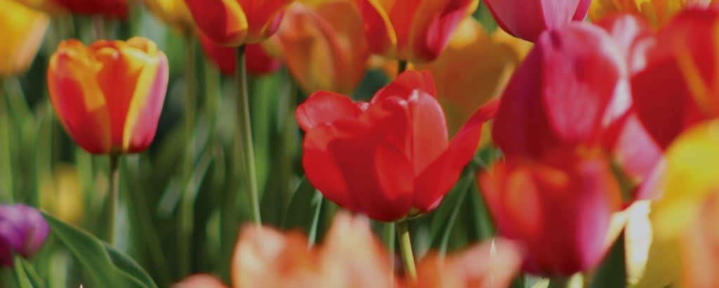 Spring Tulip Web Banners 10